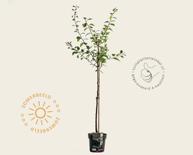Prunus domestica 'Stanley' - halfstam
