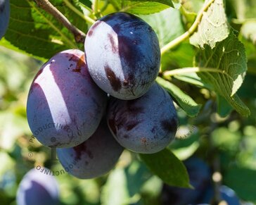 Prunus domestica 'Stanley' - halfstam