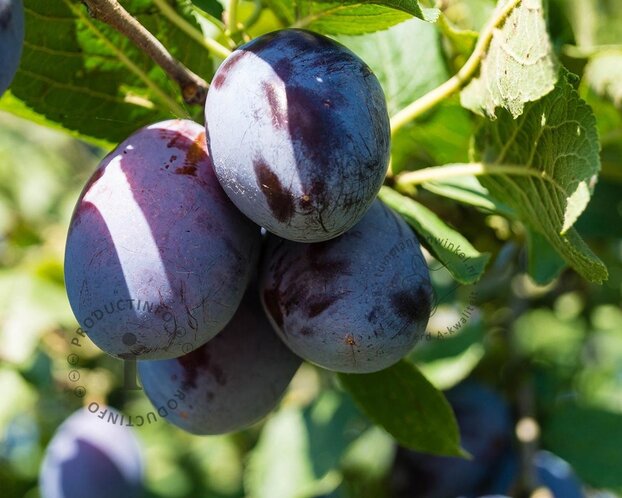 Prunus domestica 'Stanley' - halfstam