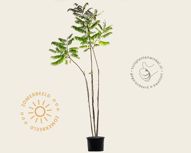 Rhus typhina - meerstammig