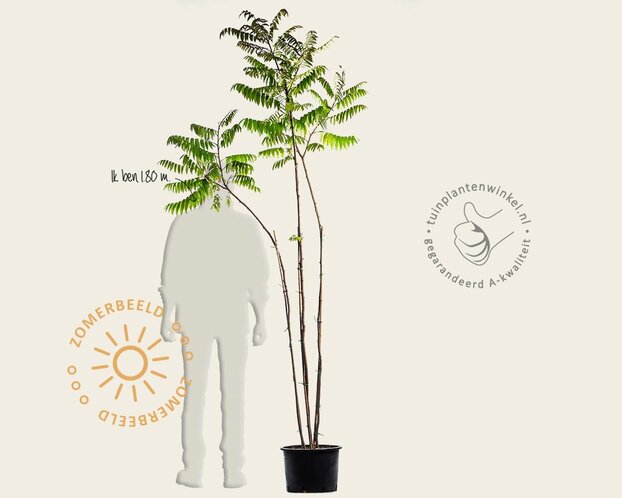 Rhus typhina - meerstammig