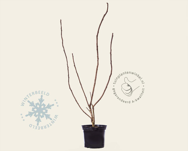 Rhus typhina - meerstammig