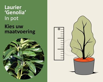 Prunus laurocerasus 'Genolia' - in pot image
