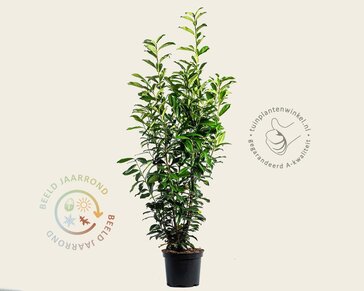 Prunus laurocerasus 'Genolia' - in pot