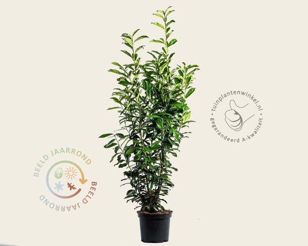 Prunus laurocerasus 'Genolia' - in pot
