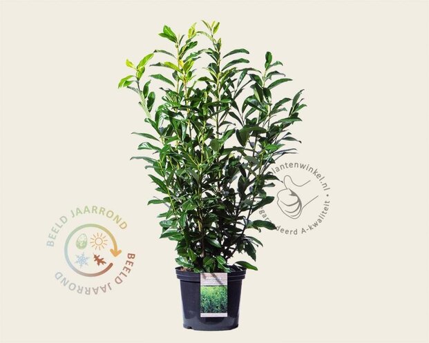 Prunus laurocerasus 'Genolia' - in pot
