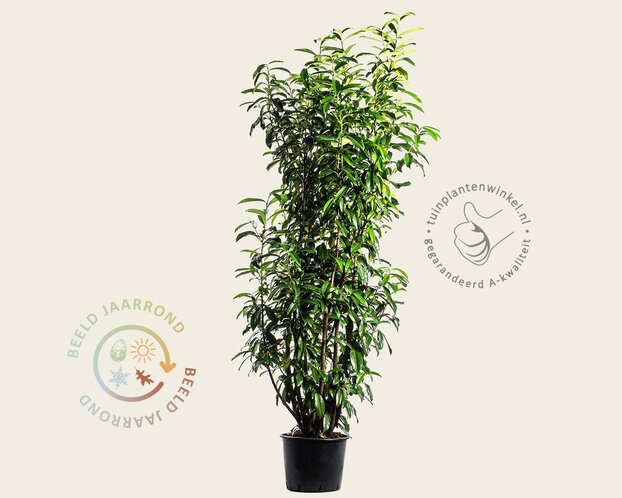 Prunus laurocerasus 'Genolia' - in pot