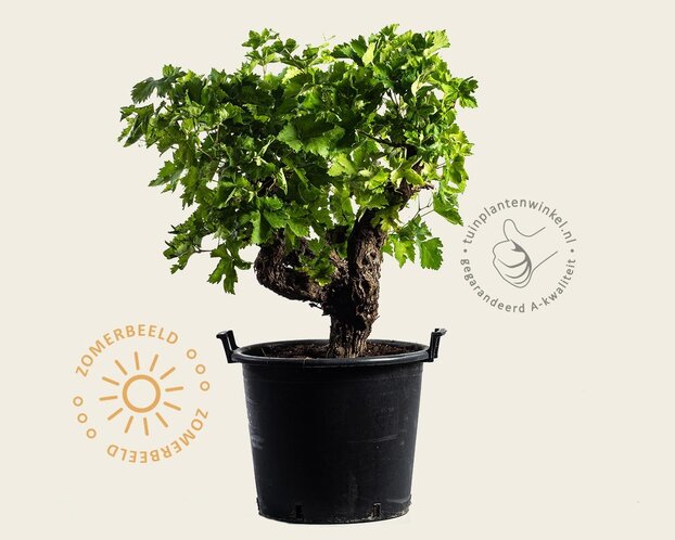 Alleen in winkel Vitis vinifera - oude druivenstronk