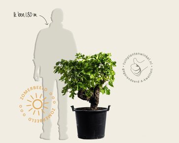 Alleen in winkel Vitis vinifera - oude druivenstronk