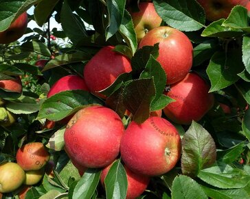 Lei-Appel 'Elstar' - Small - individueel geen extra's