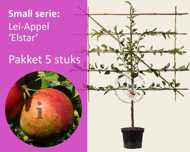 Lei-Appel 'Elstar' - Small - pakket 5 stuks + EXTRA'S