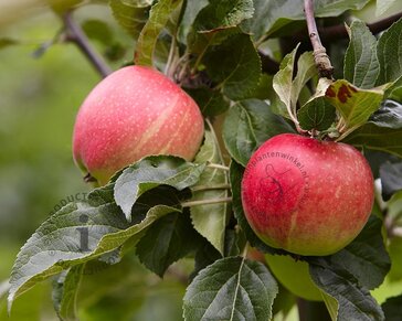 Lei-Appel 'Elstar' - Small - pakket 4 stuks + EXTRA'S