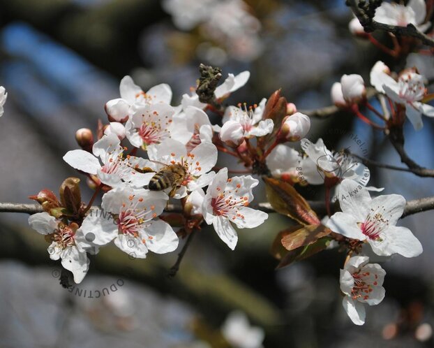 Prunus armeniaca 'Tros Oranje' - laagstam