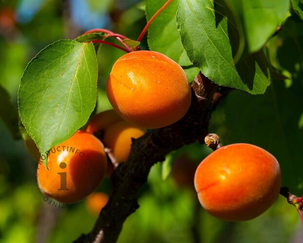 Prunus armeniaca 'Tros Oranje' - laagstam