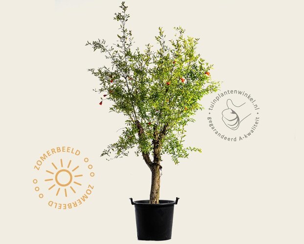 Punica granatum - oude laagstam