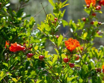 Punica granatum - oude laagstam