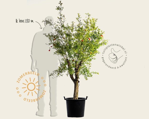 Punica granatum - oude laagstam
