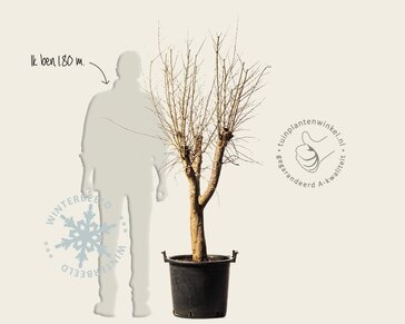 Punica granatum - oude laagstam
