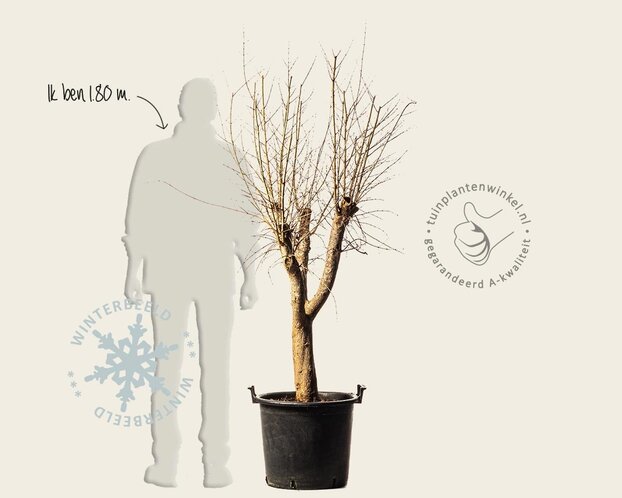 Punica granatum - oude laagstam