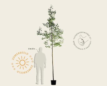 Alnus glutinosa - hoogstam