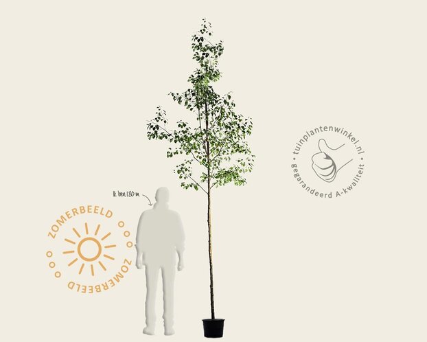 Alnus glutinosa - hoogstam