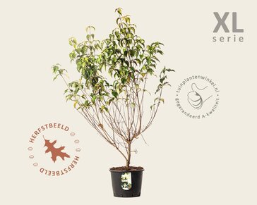 Cornus kousa 'Milky Way' - XL
