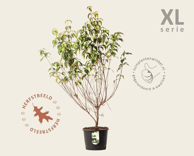 Cornus kousa 'Milky Way' - XL