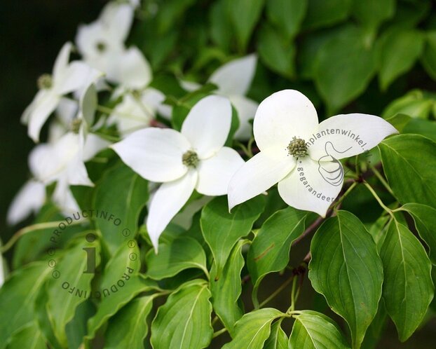 Cornus kousa 'Milky Way' - XL