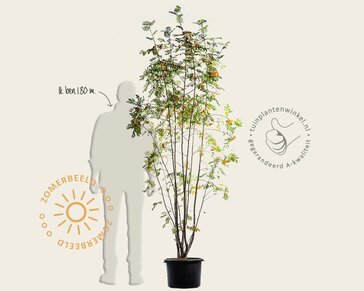 Sorbus aucuparia - meerstammig