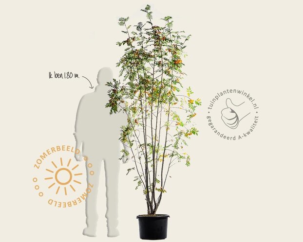 Sorbus aucuparia - meerstammig