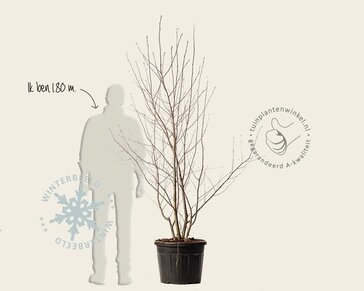 Sorbus aucuparia - meerstammig