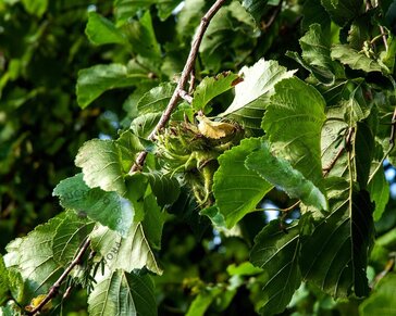 Corylus colurna - meerstammig
