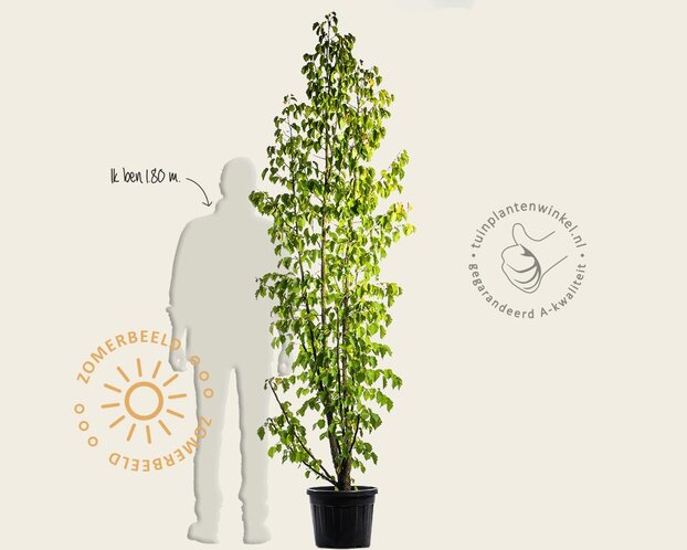 Corylus colurna - meerstammig