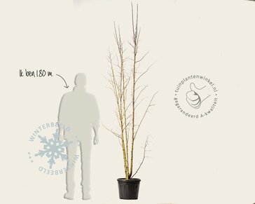 Corylus colurna - meerstammig