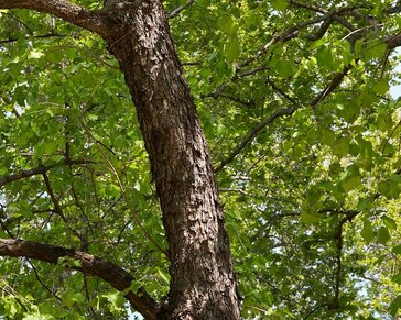Corylus colurna - meerstammig