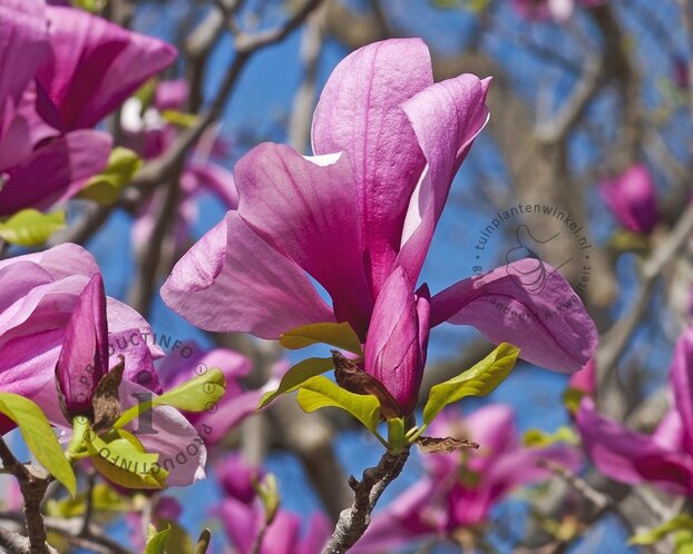 Magnolia 'Galaxy' - op stam