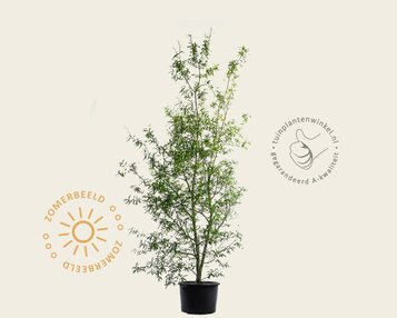 Quercus phellos - meerstammig image