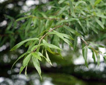Quercus phellos - meerstammig