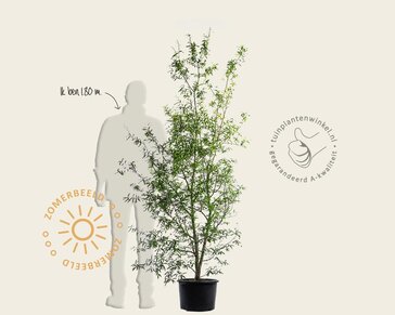 Quercus phellos - meerstammig