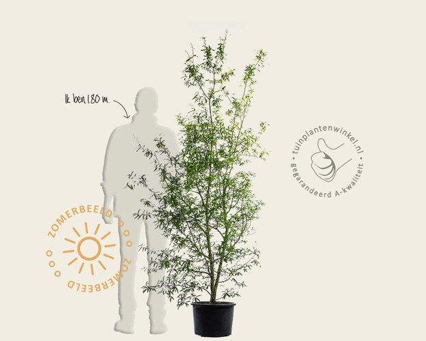 Quercus phellos - meerstammig