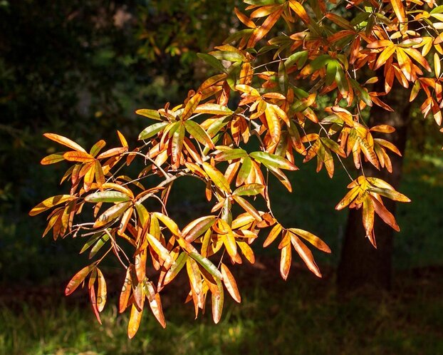 Quercus phellos - meerstammig
