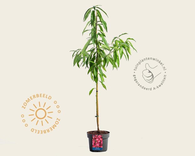 Prunus persica 'Melred' - laagstam