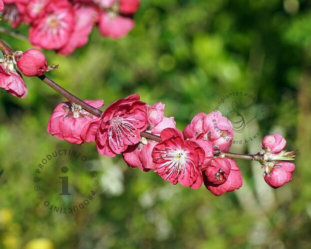 Prunus persica 'Melred' - laagstam