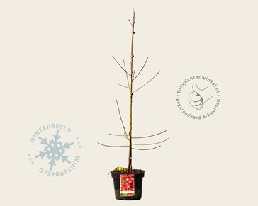 Prunus persica 'Melred' - laagstam