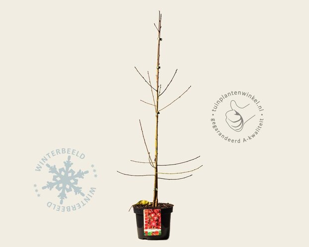 Prunus persica 'Melred' - laagstam