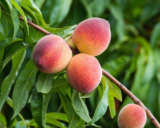 Prunus persica 'Melred' - laagstam