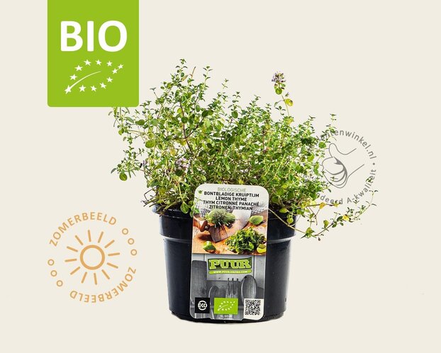 Thymus 'Doone Valley' Puur