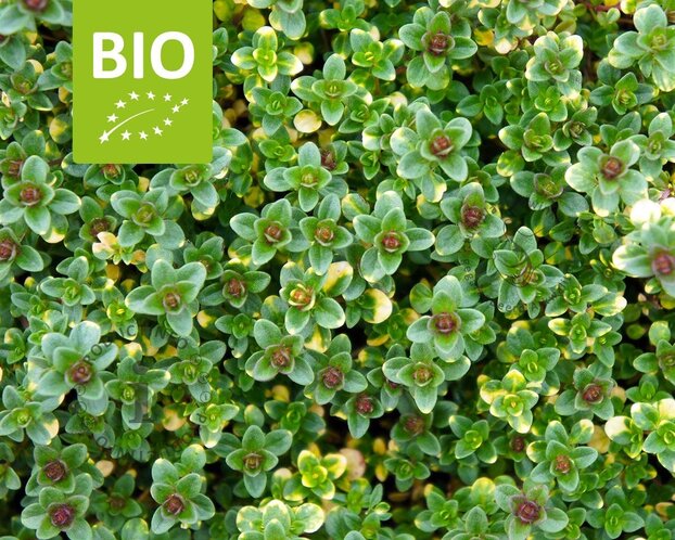Thymus 'Doone Valley' Puur