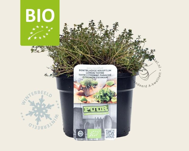 Thymus 'Doone Valley' Puur