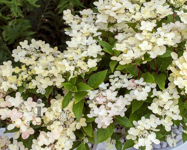 Hydrangea paniculata Switch 'Ophelia'